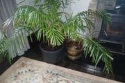 Large parlour palm