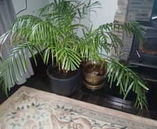 Large parlour palm
