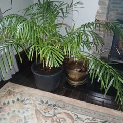 Large parlour palm