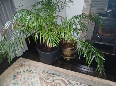 Large parlour palm