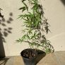 Black Bamboo Image 2