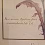 1980's Crepis Rubra framed picture Image 5
