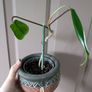 house plants 11++ Image 3
