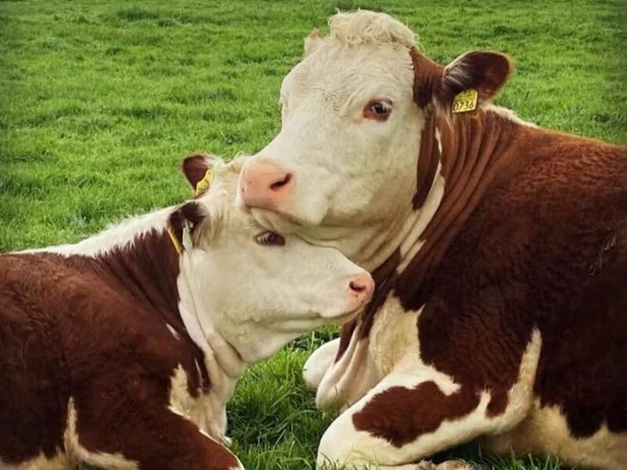 Carrick-on-Shannon Autumn Mixed Breed Show & Sale