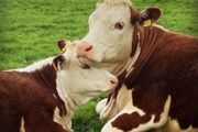 Carrick-on-Shannon Autumn Mixed Breed Show &amp; Sale