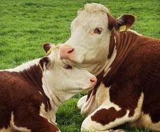 Carrick-on-Shannon Autumn Mixed Breed Show & Sale