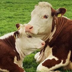 Carrick-on-Shannon Autumn Mixed Breed Show & Sale