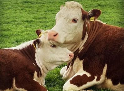 Carrick-on-Shannon Autumn Mixed Breed Show & Sale