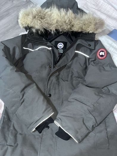 canada goose