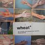 Wheat 3CD Lot Image 6