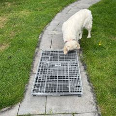 Large dog crate