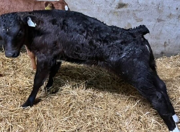 Limousin Calves