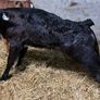 Limousin Calves Image 6