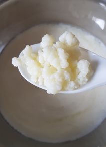 Milk Kefir Grains in glass jar with milk