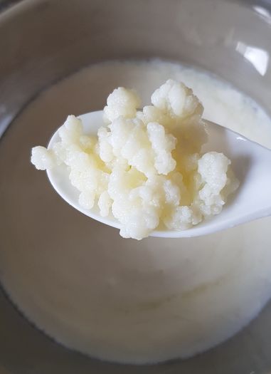 Milk Kefir Grains in glass jar with milk