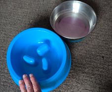 dog bowls