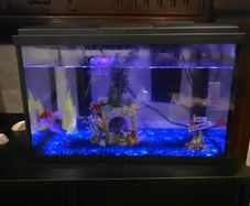 fish tank