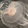 Light pink hair accessories Image 2