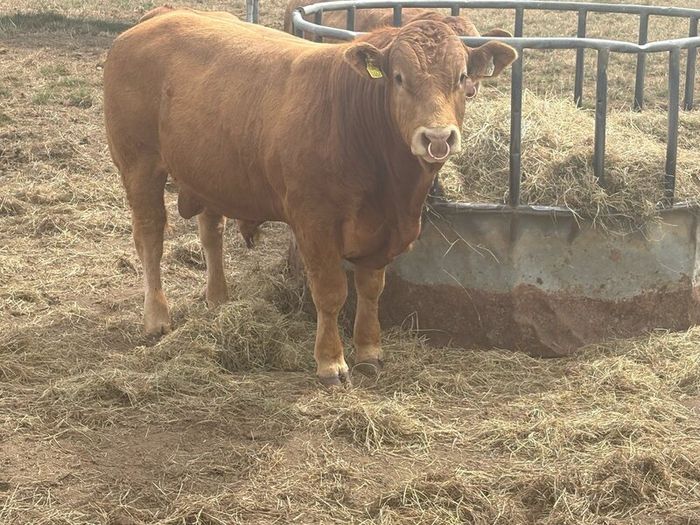 Pedigree Limousin 5 Bulls