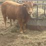 Pedigree Limousin 5 Bulls Image 10