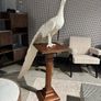 Will and I clearance Large plaster resign peacock on a mahogany stand Image 2