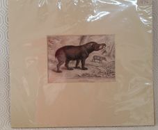 hand coloured engraving of "american tapir" 1834