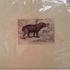 hand coloured engraving of "american tapir" 1834