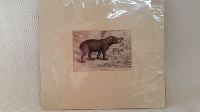 hand coloured engraving of "american tapir" 1834