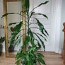 Tall Dracaena fragrans houseplant plant in the green plastic pot Image 5