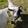 pygmy goats Image 2