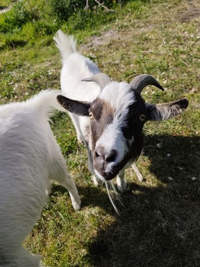 pygmy goats