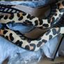 River Island Leopard High Heel Shoes Image 2