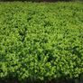 Box Hedging Image 4