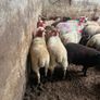 50 super ewe lambs Image 8