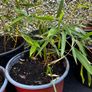 Gold Bamboo small plants Image 3