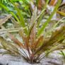 Aquarium plants Image 3