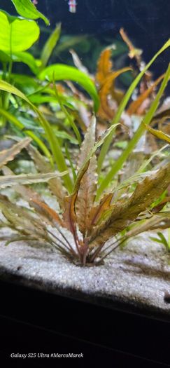 Aquarium plants