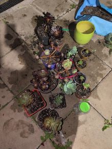 Various aeoniums for sale