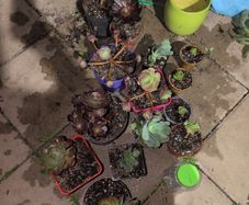 Various aeoniums for sale