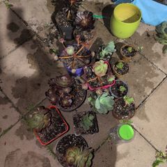 Various aeoniums for sale