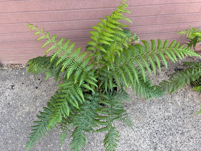 tree ferns