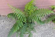 tree ferns