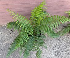 tree ferns