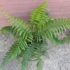 tree ferns