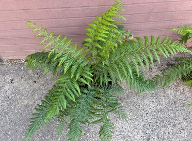 tree ferns