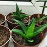 Cacti succulents Image 3