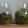 Handcrafted Irish Terrarium Trio | Unique Glass & Succulent Home Decor Image 3