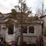 tree Image 5