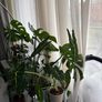 Mature Alocacia Frydek (Elephant Ear) Striking Velvet Leaves Image 2