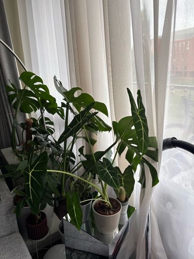 Mature Alocacia Frydek (Elephant Ear) Striking Velvet Leaves